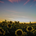 Sunset with Sunflowers at Andersen Farms